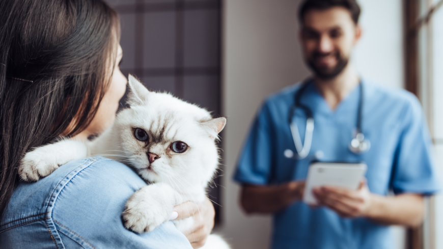 Hälsoproblemen hos katter skiljer sig åt mellan huskatter och raskatter. Foto: Shutterstock